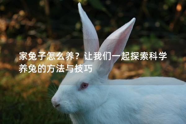 家兔子怎么养？让我们一起探索科学养兔的方法与技巧