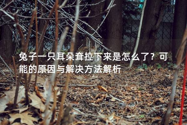 兔子一只耳朵耷拉下来是怎么了？可能的原因与解决方法解析