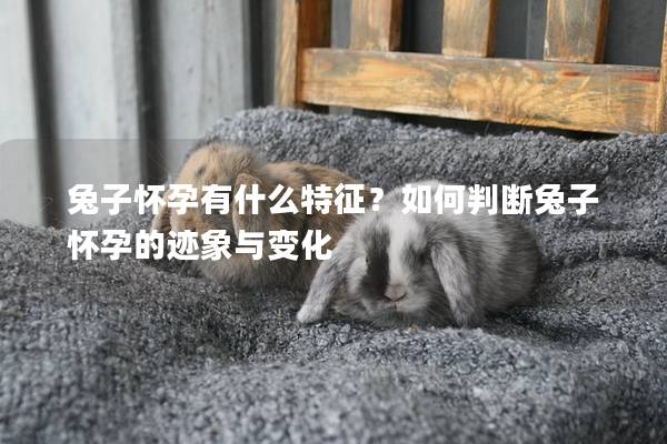 兔子怀孕有什么特征？如何判断兔子怀孕的迹象与变化