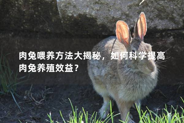 肉兔喂养方法大揭秘，如何科学提高肉兔养殖效益？