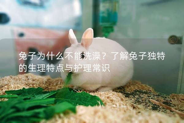 兔子为什么不能洗澡？了解兔子独特的生理特点与护理常识