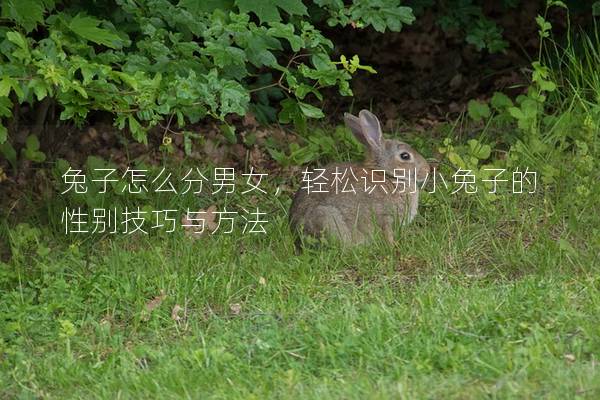 兔子怎么分男女，轻松识别小兔子的性别技巧与方法