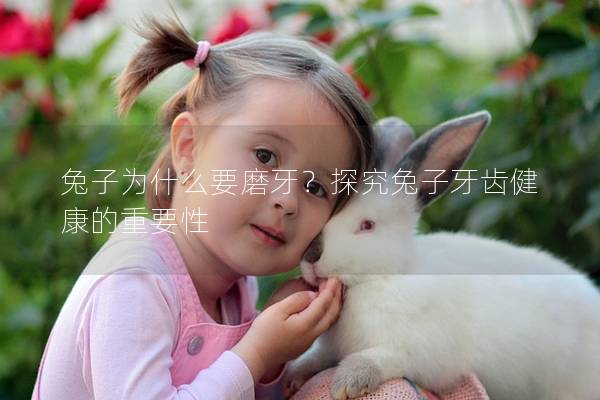 兔子为什么要磨牙？探究兔子牙齿健康的重要性