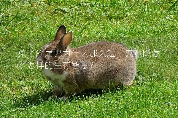 兔子的尾巴为什么那么短，究竟隐藏了怎样的生存智慧？