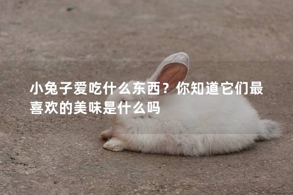 小兔子爱吃什么东西？你知道它们最喜欢的美味是什么吗