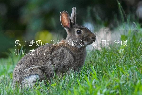 兔子断奶后吃什么食物，如何科学喂健康成长？