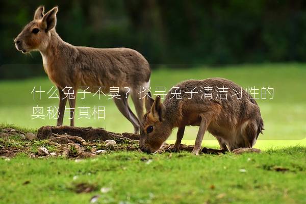 什么兔子不臭？探寻兔子清洁习性的奥秘与真相