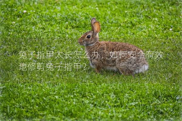 兔子指甲太长怎么办，如何安全有效地修剪兔子指甲？