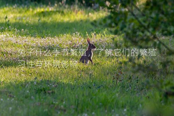 兔子什么季节繁殖，了解它们的繁殖习性与环境影响