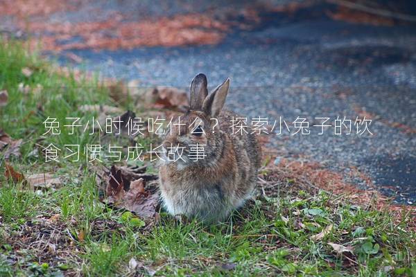 兔子小时候吃什么？探索小兔子的饮食习惯与成长故事