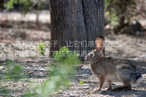 如何安抚兔子，让它们感受到安全与温暖？这些方法你知道吗