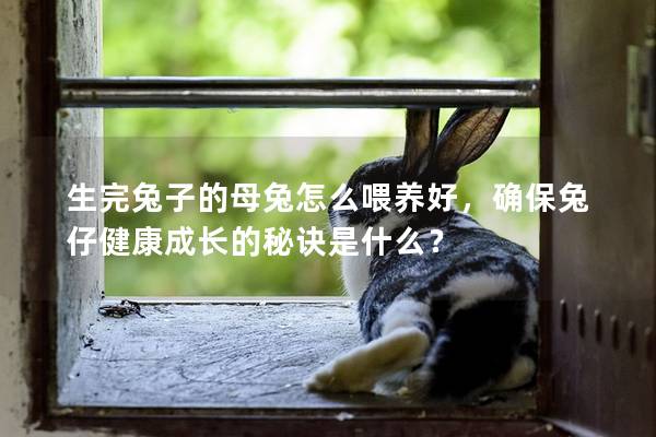 生完兔子的母兔怎么喂养好，确保兔仔健康成长的秘诀是什么？