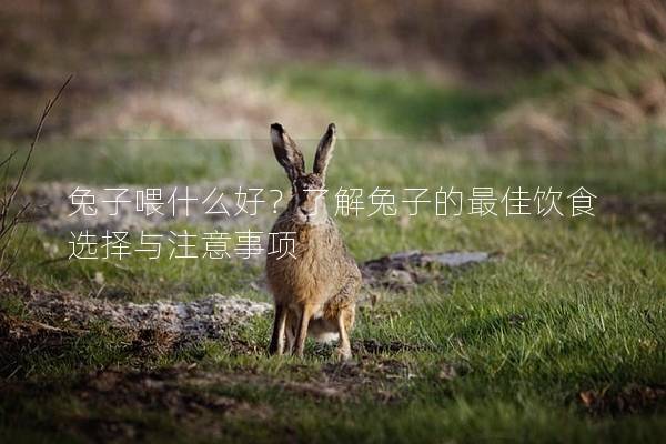 兔子喂什么好？了解兔子的最佳饮食选择与注意事项