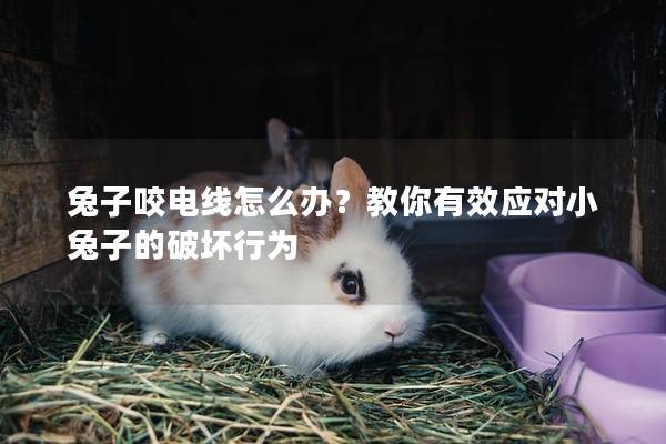 兔子咬电线怎么办？教你有效应对小兔子的破坏行为