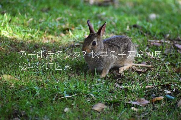 兔子能活多少岁？探寻兔子寿命的奥秘与影响因素