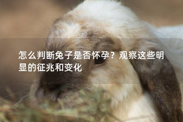 怎么判断兔子是否怀孕？观察这些明显的征兆和变化