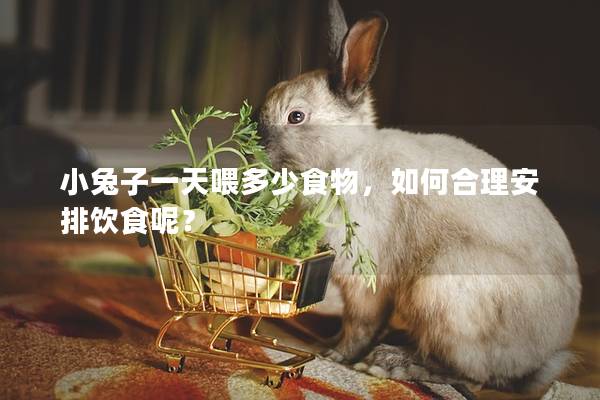 小兔子一天喂多少食物，如何合理安排饮食呢？