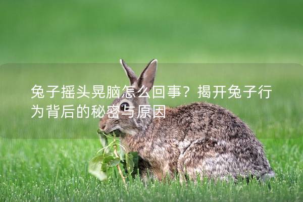 兔子摇头晃脑怎么回事？揭开兔子行为背后的秘密与原因