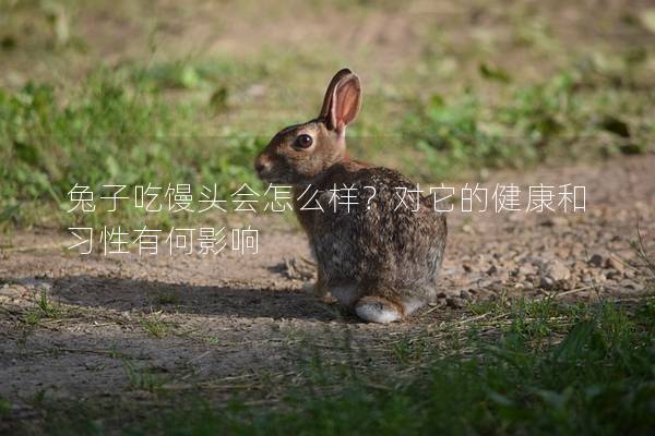 兔子吃馒头会怎么样？对它的健康和习性有何影响