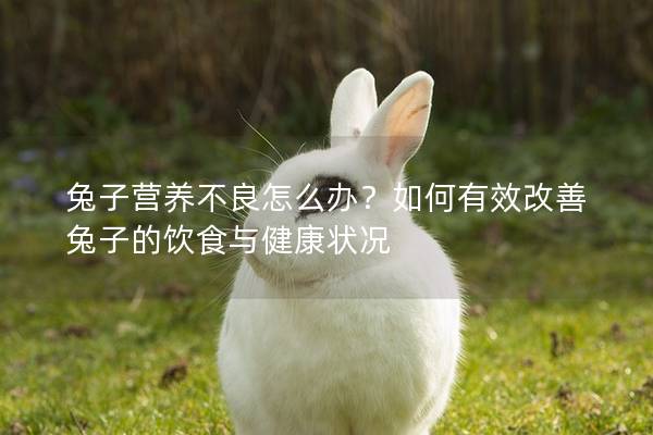 兔子营养不良怎么办？如何有效改善兔子的饮食与健康状况