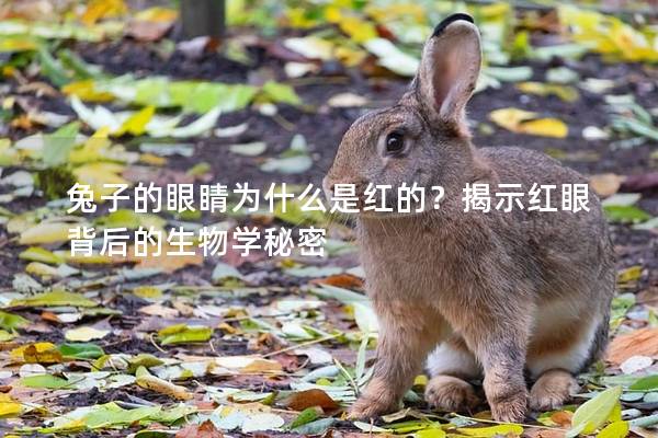 兔子的眼睛为什么是红的？揭示红眼背后的生物学秘密