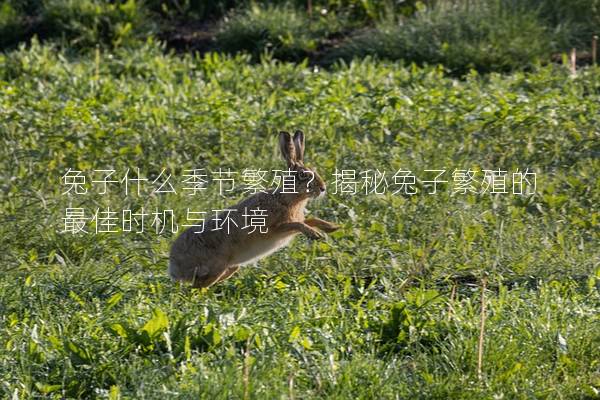 兔子什么季节繁殖？揭秘兔子繁殖的最佳时机与环境