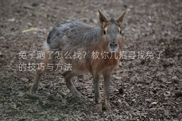 兔子跑了怎么找？教你几招寻找兔子的技巧与方法