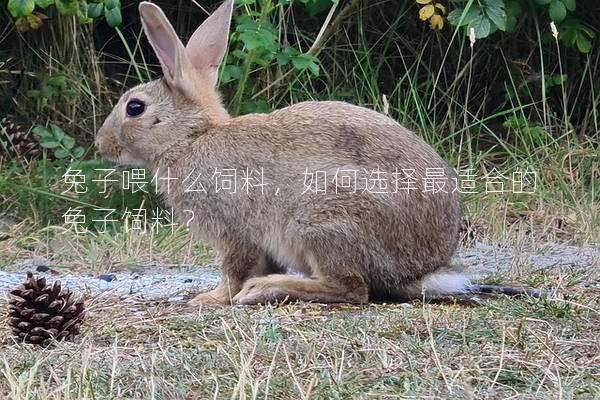 兔子喂什么饲料，如何选择最适合的兔子饲料？