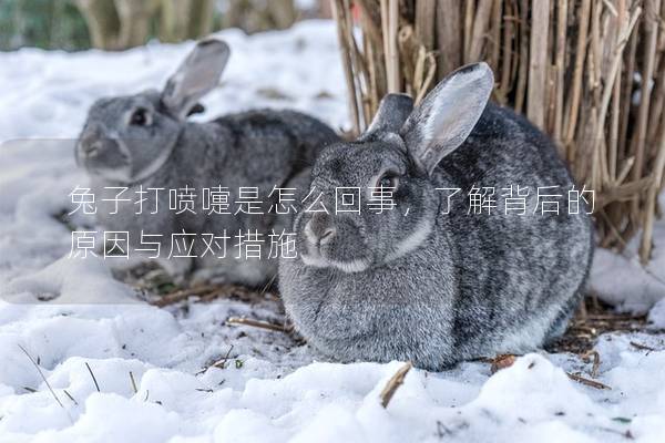 兔子打喷嚏是怎么回事，了解背后的原因与应对措施