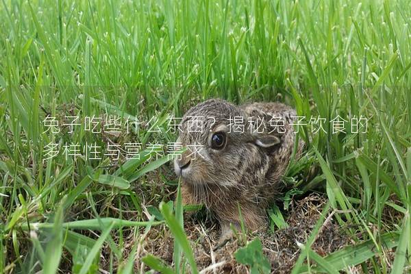 兔子吃些什么东西？揭秘兔子饮食的多样性与营养需求