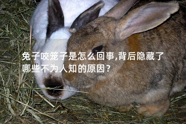 兔子咬笼子是怎么回事,背后隐藏了哪些不为人知的原因？