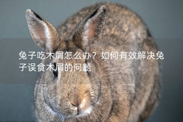 兔子吃木屑怎么办？如何有效解决兔子误食木屑的问题