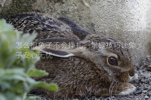 怎么抱兔子不会挣扎，掌握技巧让兔子安心无忧