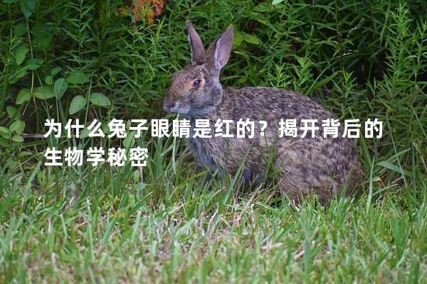 为什么兔子眼睛是红的？揭开背后的生物学秘密