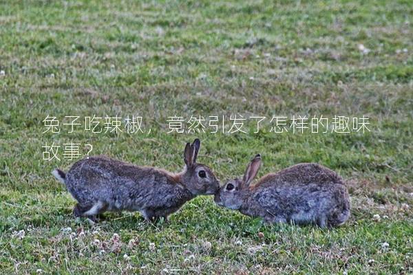 兔子吃辣椒，竟然引发了怎样的趣味故事？