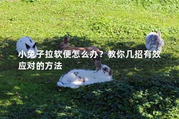 小兔子拉软便怎么办？教你几招有效应对的方法