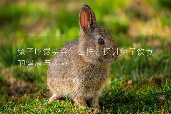 兔子吃馒头会怎么样？探讨兔子饮食的健康与风险