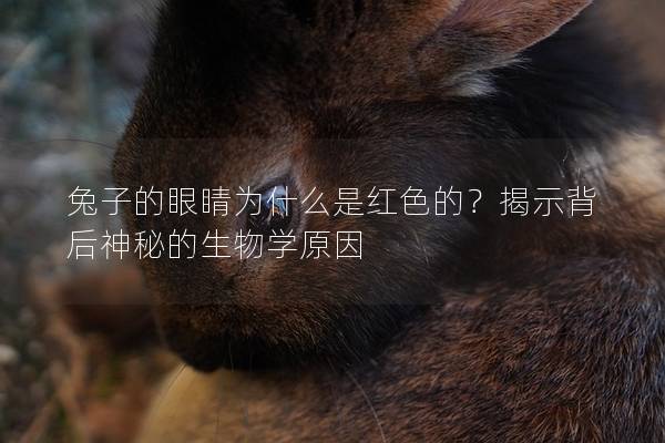 兔子的眼睛为什么是红色的？揭示背后神秘的生物学原因