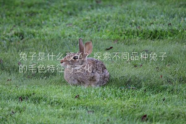 兔子是什么颜色？探索不同品种兔子的毛色特征与变化