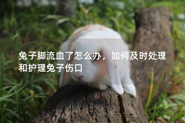 兔子脚流血了怎么办，如何及时处理和护理兔子伤口