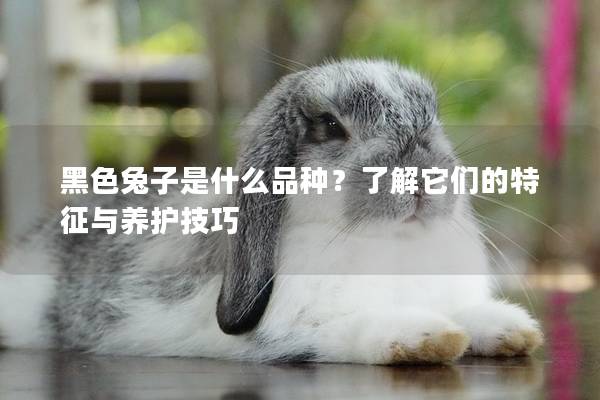 黑色兔子是什么品种？了解它们的特征与养护技巧