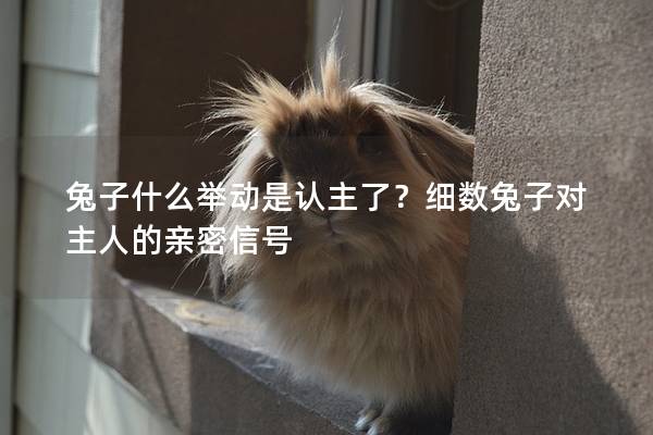 兔子什么举动是认主了？细数兔子对主人的亲密信号