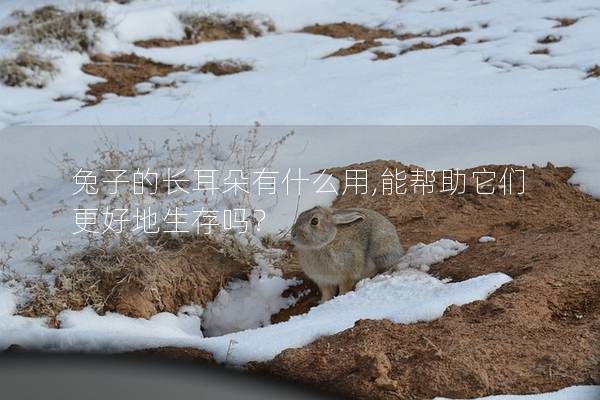 兔子的长耳朵有什么用,能帮助它们更好地生存吗？