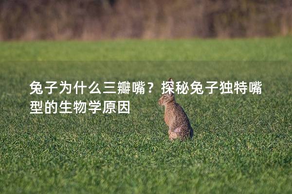 兔子为什么三瓣嘴？探秘兔子独特嘴型的生物学原因