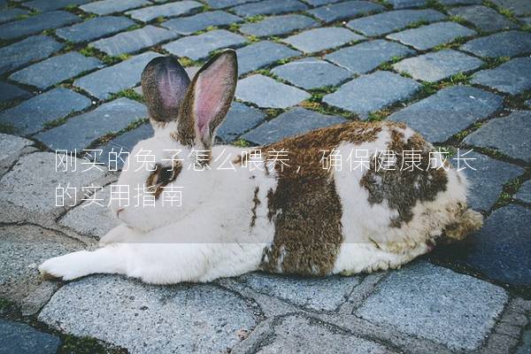 刚买的兔子怎么喂养，确保健康成长的实用指南