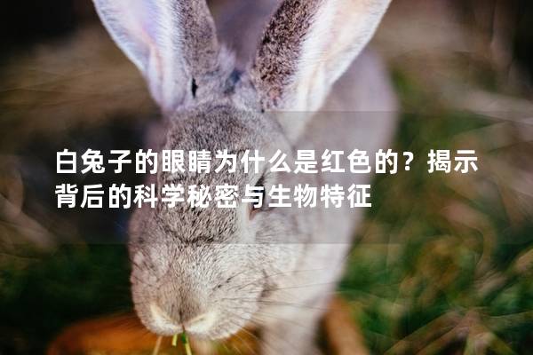 白兔子的眼睛为什么是红色的？揭示背后的科学秘密与生物特征