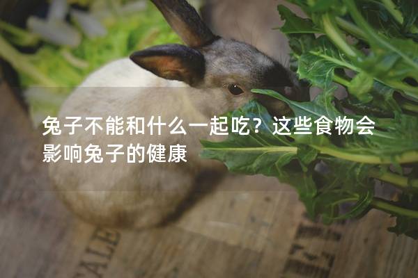 兔子不能和什么一起吃？这些食物会影响兔子的健康