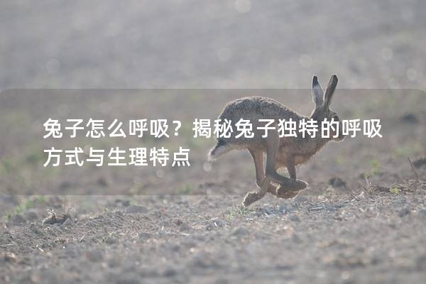 兔子怎么呼吸？揭秘兔子独特的呼吸方式与生理特点