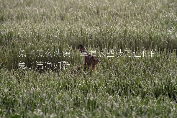 兔子怎么洗澡，掌握这些技巧让你的兔子洁净如新