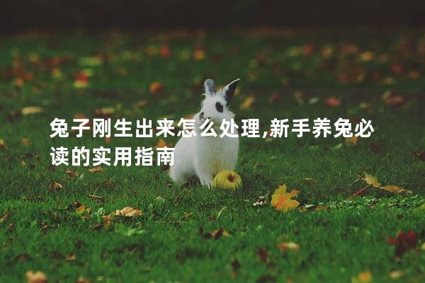 兔子刚生出来怎么处理,新手养兔必读的实用指南